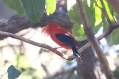Drepanis coccinea