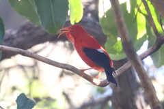 Drepanis coccinea