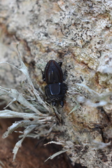 Erichius vittatus vittatus