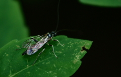 Cratichneumon sublatus