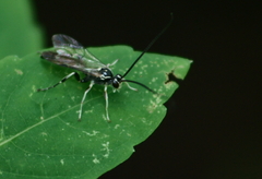 Cratichneumon sublatus