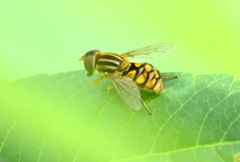 Parhelophilus laetus