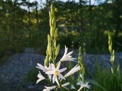 Anthericum liliago