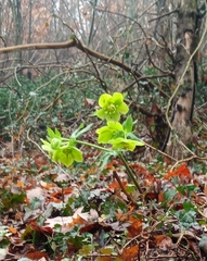 Helleborus odorus