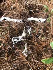 Pterocaulon pycnostachyum