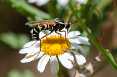 Mitrodetus dentitarsis