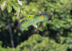 Amazona amazonica
