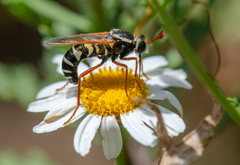 Mitrodetus dentitarsis
