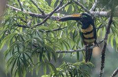 Pteroglossus pluricinctus