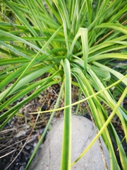 Anthericum liliago