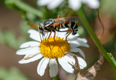 Mitrodetus dentitarsis