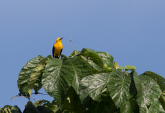 Gymnomystax mexicanus