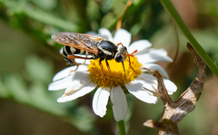 Mitrodetus dentitarsis