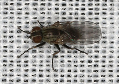 Coenosiinae