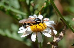 Mitrodetus dentitarsis