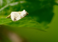 Maliattha synochitis