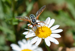 Mitrodetus dentitarsis