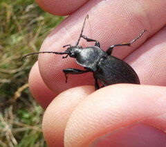 Carabus caelatus