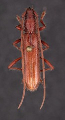 Aneflomorpha aculeata
