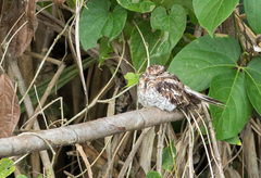 Hydropsalis climacocerca