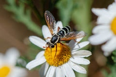 Mitrodetus dentitarsis