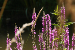 Alopecurus pratensis