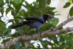 Cyanocorax violaceus