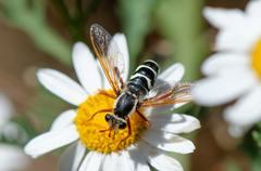 Mitrodetus dentitarsis