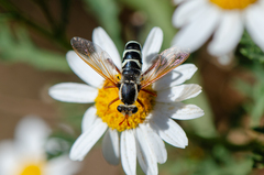 Mitrodetus dentitarsis