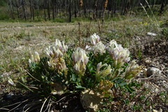 Oxytropis caespitosa