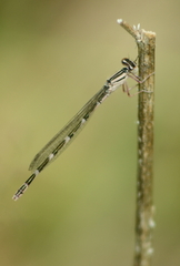 Enallagma carunculatum