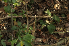 Acanthocereus fosterianus