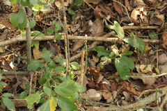 Acanthocereus fosterianus
