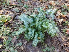 Arum italicum
