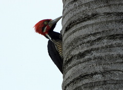 Campephilus melanoleucos