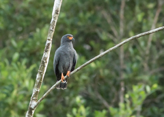 Helicolestes hamatus