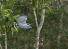 Helicolestes hamatus