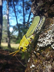 Taeniopoda picticornis