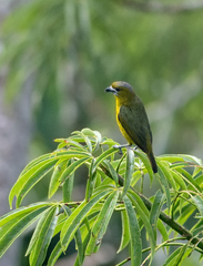 Euphonia chrysopasta