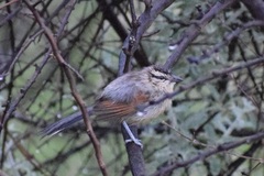 Tchagra australis