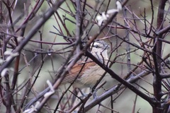 Tchagra australis