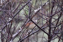Tchagra australis