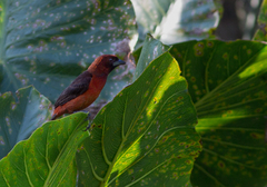 Ramphocelus carbo