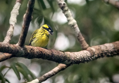 Todirostrum chrysocrotaphum