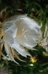 Epiphyllum oxypetalum