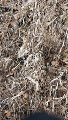 Chasmanthium latifolium