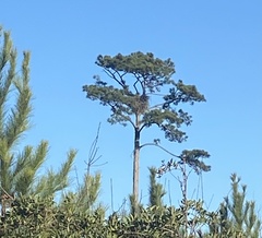 Haliaeetus leucocephalus