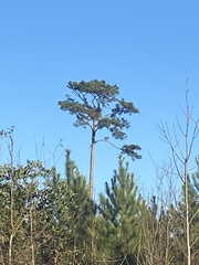 Haliaeetus leucocephalus