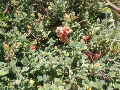 Chenopodium trigonon