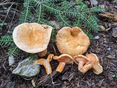 Lactarius salmonicolor